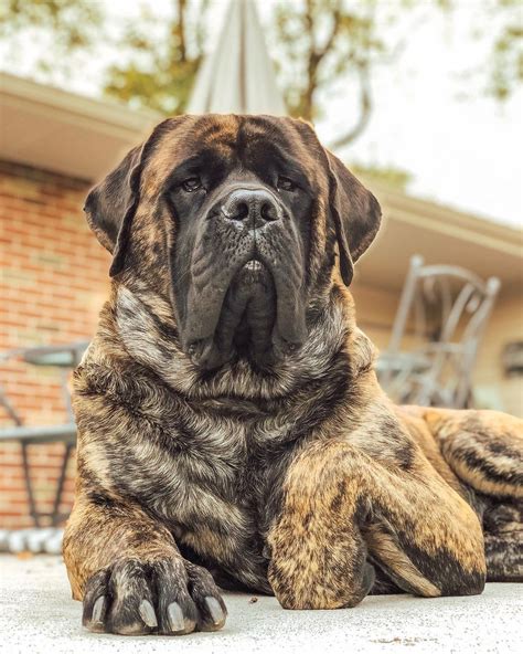14 Huge Facts About Wonderful English Mastiffs Huge Dog Breeds Huge