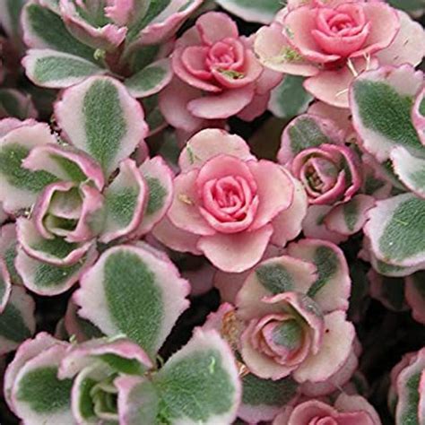 Tricolor Sedum Spurium Cold Hardy Pink Is Vivid In Sunlight Etsy