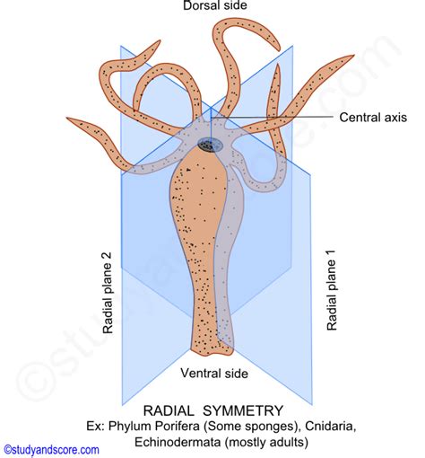 Symmetry In Animals Types Of Symmetry Bilateria And Radiata Studyandscore