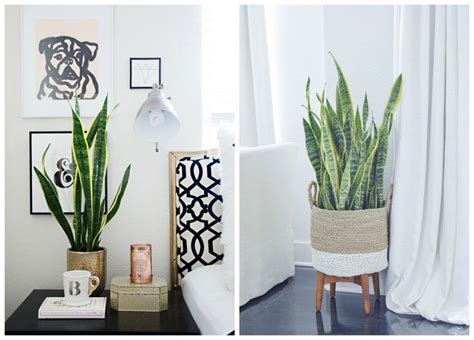 11 Houseplants That Dont Need A Lot Of Sunlight To Grow Farmhouse