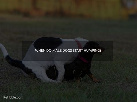 When Do Male Dogs Start Humping 🐶 Petibble