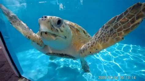 Sea Turtle At The Loggerhead Marina West Palm Beach Youtube