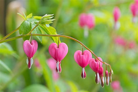 Heartshaped Bleeding Heart Flower In Pink And White Color Stock Photo