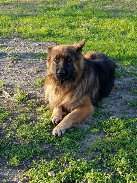 Vhr Achilles Ultra Fatimo Gsd Longhair At Vhr Ranch In Paige Tx