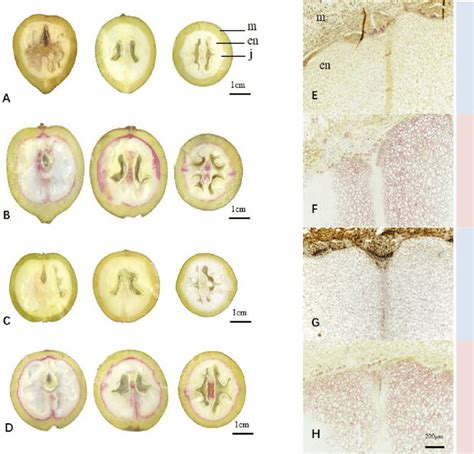 Morphological Characteristics Of Walnut Endocarp In Zm A B E F And