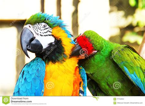 Couple Of Parrots Kissing Parrot Ara Ararauna Blue And Gold Macaw