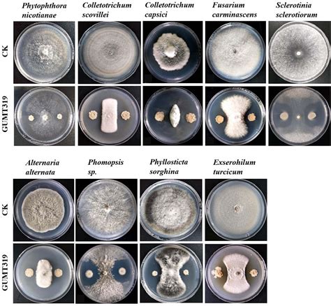 Frontiers Whole Genome Sequence Of Bacillus Velezensis Strain Gumt319