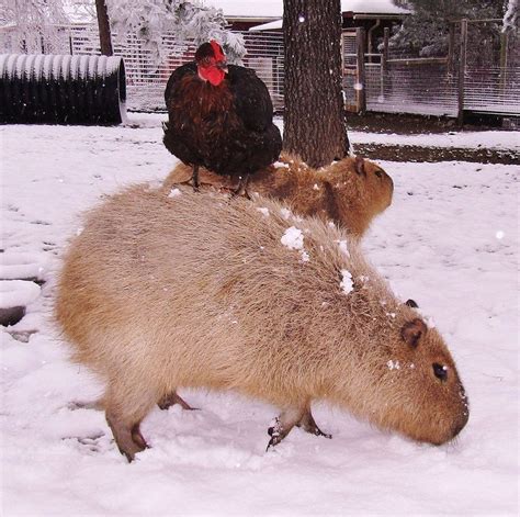 Capybara Loves All The Animals On Her Farm Capybara Unlikely Animal