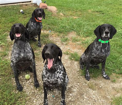 Liver Roan German Shorthaired Pointer Bleumoonproductions