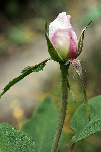 Rose Bud In Morning Dew By Purplepossum27 Via Flickr Garden Calendar