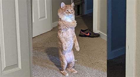 The Internet Reacts To A Hilarious Photo Of A Cat Standing Up