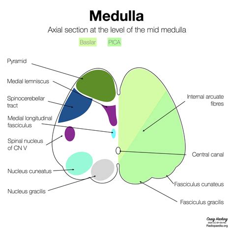 Brainstem Arterial Territories Diagrams Image