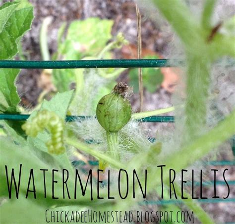 Diy Watermelon Trellis Diy Trellis Watermelon Plant How To Grow