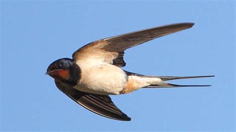 Bbc Earth Swallows Are A Welcome Sign Of Spring