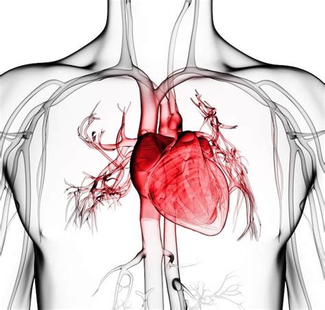 Signs You Have Coronary Artery Disease Woodlands Heart And Vascular