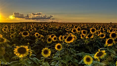 Free Download Sunset Field Sunflowers Sunflower Wallpaper Background