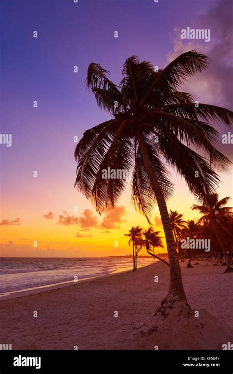 Tulum Beach Sunset Palm Tree In Riviera Maya At Mayan Mexico Stock