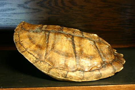 Snapping Turtle Shell Taken At The Virginia Living Museum Flickr