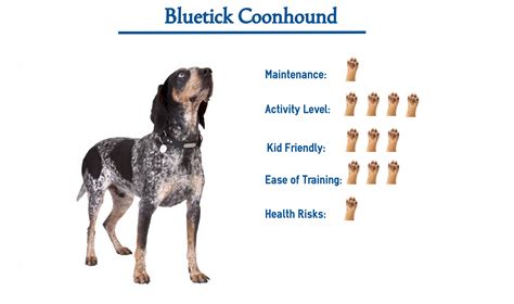 Bluetick Coonhound Everything You Need To Know At A Glance