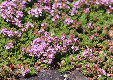 How To Grow And Care For Red Creeping Thyme Plantly