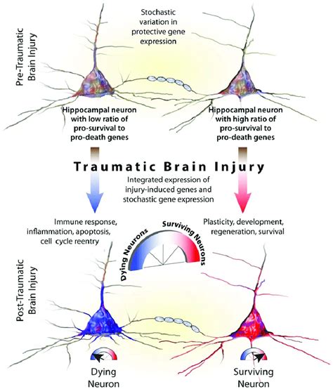 Rheostat Model Of Neuronal Survival After Traumatic Brain Injury
