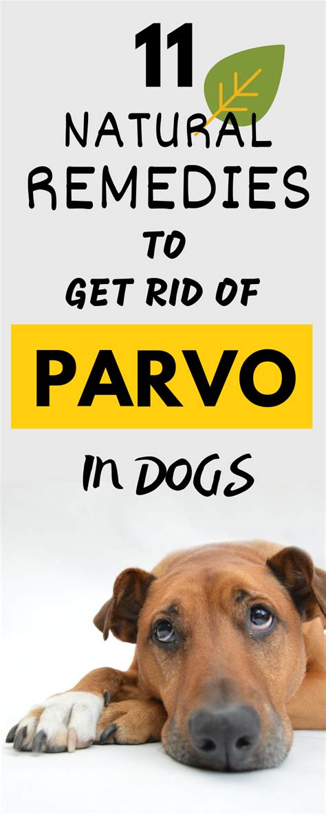 List Of How To Treat Parvo At Home Puppies Ideas