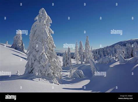 Winter Landscape With Snow Covered Fir Trees Nature Reserve Feldberg