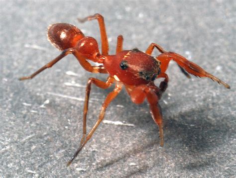 Unnamed Species Of Ant Like Jumping Spider Found In Laguna Coast