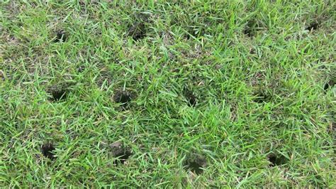 How To Stop Small Round Holes In Lawn