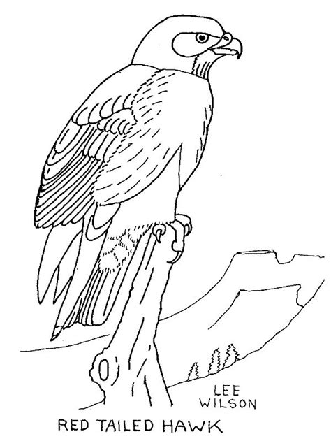 Father's day coloring page, with zentangle patterns. free hawk images | Hawk coloring page - Animals Town ...