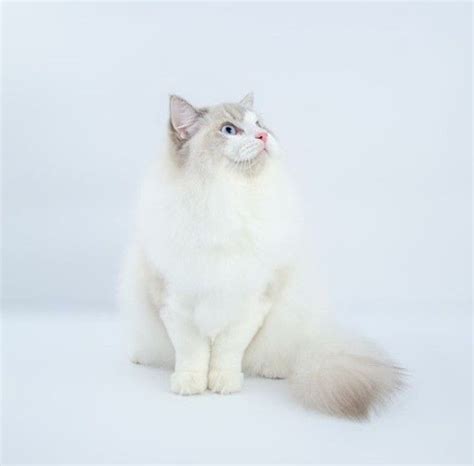 14 Key Characteristics Of Ragdoll Cats Petpress Ragdoll Cat Cute