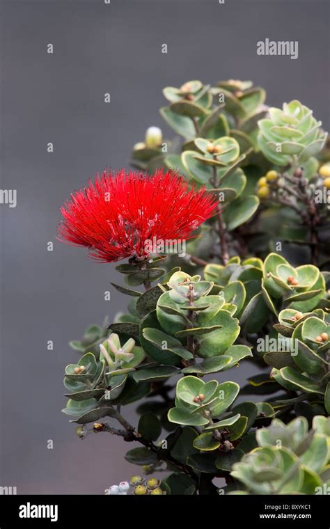 Ohia Lehua Red Flower Hi Res Stock Photography And Images Alamy