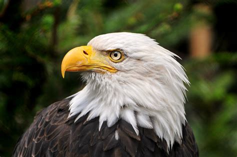 Close Up Photo Of Bald Eagle America Hd Wallpaper Wallpaper Flare