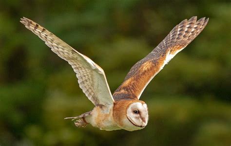 Barn Owl Facts And Information Big Farmland Bird Count