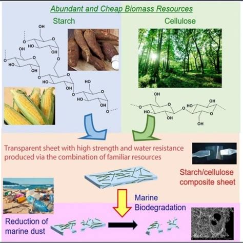 How Starch And Cellulose Are Used As Bioplastics And Their Degradation Download Scientific