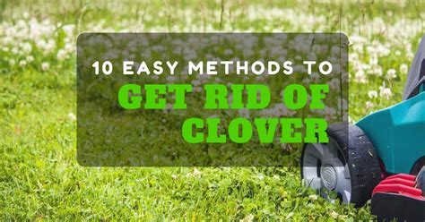 When you spot these weeds you know your soil is nitrogen spend 10 minutes each day looking over your grass, remove and weeds and fill any bare patches with new seed. How To Get Rid Of Clover Without Chemicals (10 EASY METHODS)