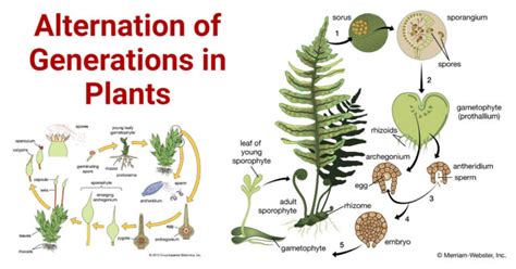 Alternation Of Generations Life Cycle In Plants