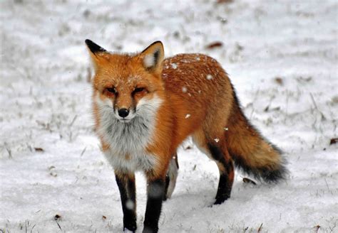Animals Fox Snow Wallpapers Hd Desktop And Mobile Backgrounds