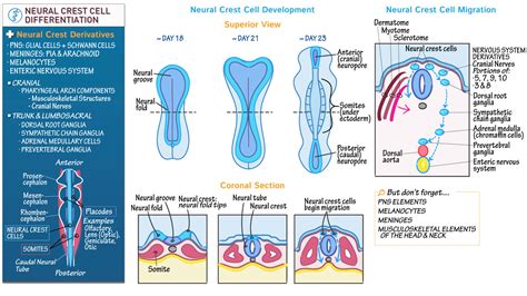 Neuroanatomy Neural Crest Cell Differentiation Ditki Medical