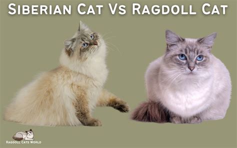 Ragdoll Cat Vs Siberian Cat Similarities And Differences