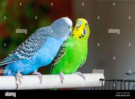 Budgerigar Melopsittacus Undulatus Stock Photo Alamy