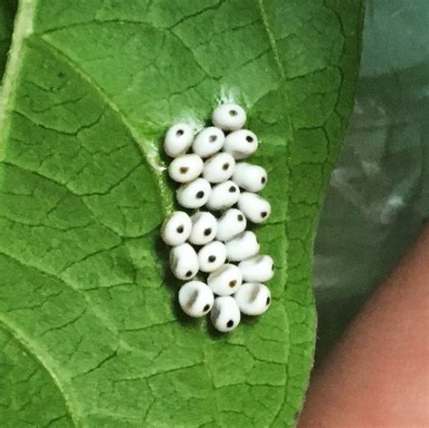 50 Best Ideas For Coloring Stink Bug Eggs