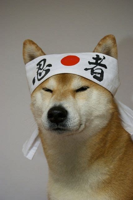 Doge Such Funny Best Internet Meme Wow Japanese Dogs Shiba Inu