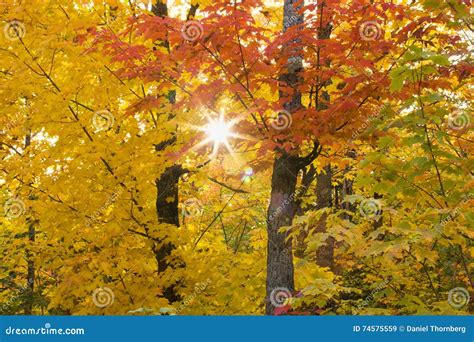 Sunflare Through Autumn Maples In Northern Minnesota Stock Image