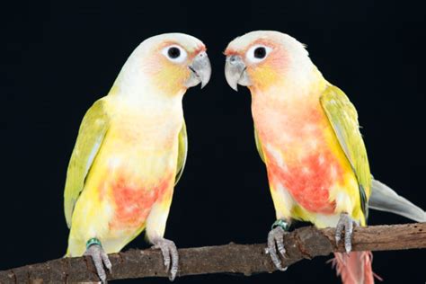 They are bold and very personable but with individual personalities. Green-cheeked Conures - Avian Resources