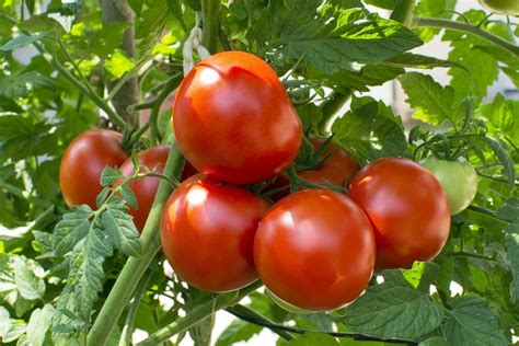 What Are Main Crop Tomatoes Learn About Growing Mid Season Tomatoes