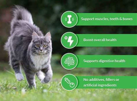 Given that cats tend to be significantly smaller this ease of use can not be compared to some other dog supplements which many dogs will refuse to eat or avoid. Nutra Thrive For Cats Reviews - Worth the Price? - Pet ...