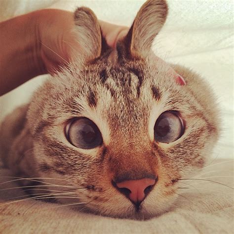 15 Cats With Googly Eyes Prove You Dont Have To Be Purrfect To Be