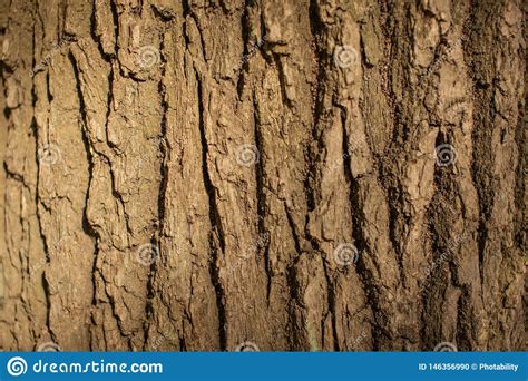 Bark Of A Big Tree Close Up Stock Photo Image Of Background Abstract