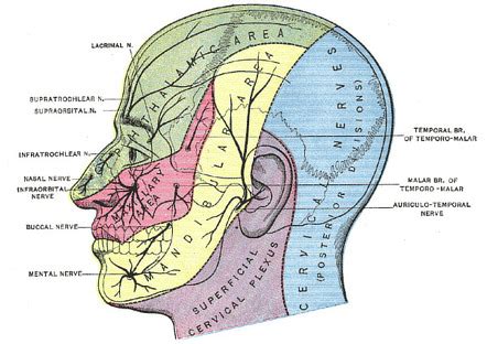 Zygomaticofacial Nerve Radiology Reference Article Radiopaedia Org